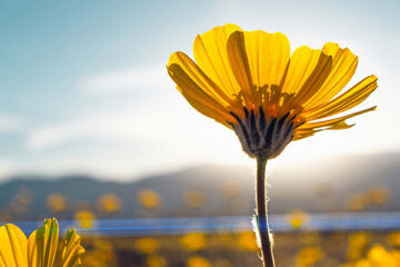 flower in sunlight