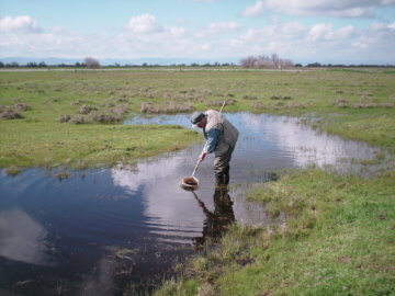 A man standing in some wetlands working. The wetlands consist of small shallow pools of water surrounded by grass. The man is wearing long boosts, baggy grey pants, a blue button up shirt with the sleeves rolled up, a gray vest with many pockets, and a baseball cap with sunglasses sitting on the brim. The man is hunched over holding a scooping net that he is wading through the shallow pool he is standing in. The day is sunny with many clouds in the sky.
