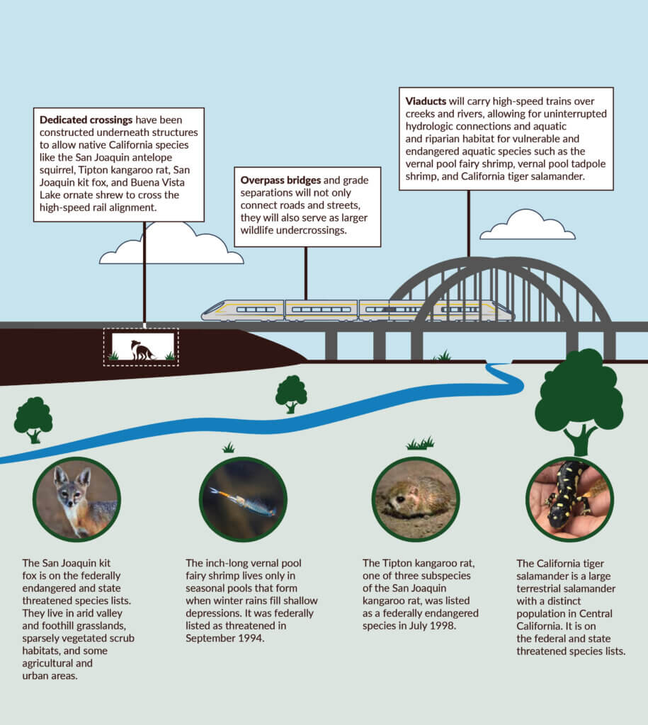 A graphic image of a high-speed rail train crossing a viaduct structure in a natural habitat. The image outlines how dedicated crossings have been constructed underneath structures to allow native California species like the San Joaquin antelope squirrel, Tipton kangaroo rat, San Joaquin kit fox, and Buena Vista ornate shrew to cross the high-speed rail alignment. It also features a description of how overpass bridges and grade separations will not only connect roads and streets, they will also serve as larger wildlife undercrossings. The image shows how viaducts will carry high-speed trains over creeks and rivers, allowing for uninterrupted hydrologic connections and aquatic and riparian habitat for vulnerable and endangered aquatic species such as the vernal pool fairy shrimp, vernal pool tadpole shrimp, and California tiger salamander. The image also features four descriptions of species. The San Joaquin kit fox is on the federally endangered and state threatened species lists. They live in arid valley and foothill grasslands, sparsely vegetated scrub habitats, and some agricultural and urban areas. The inch-long vernal pool fairy shrimp lives only in seasonal pools that form when winter rains fill shallow depressions. It was federally listed as threatened in September 1994. The Tipton kangaroo rat, one of three subspecies of the San Joaquin kangaroo rat, was listed as a federally endangered species in July 1998. The California tiger salamander is a large terrestrial salamander with a distinct population in Central California. It is on the federal and state threatened species list.